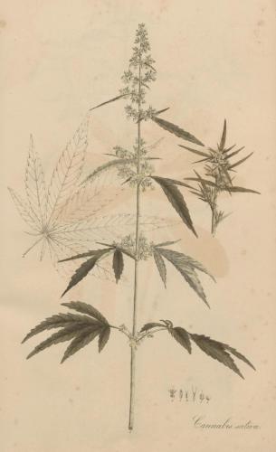 cbdsuisse-cbd-cannabisculture-cbdlife-cannabismedicinal-swisscbd-cannabis-marijuana-weed-hemp-swisscannabis-cannabislegal-swissmade-medicalmarijuana-cbdhemp-cbdhanf-swisshemp-36